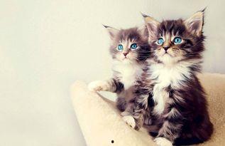 娱乐吃瓜酱小猫睡在哪里,揭秘萌宠的温馨睡眠角落